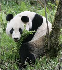 Panda dies after being released
