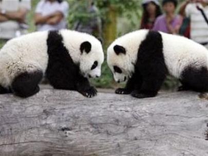 Panda extends its habitat