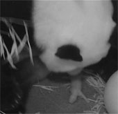Panda giving birth at the American zoo