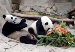 Panda is too fat to love