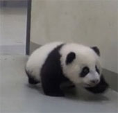 Panda mother coaxed the baby bear to sleep