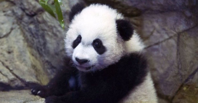 Panda obstructs intestinal obstruction because of emergency surgery