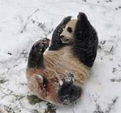 Panda playing in the snow