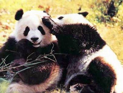 'Panda town'