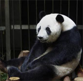 Pandas pretend to be pregnant for better care