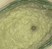 Pandoravirus - missing link found between virus and cell