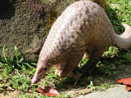 Pangolin: about to become extinct because of wildlife trafficking