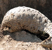 Pangolin faces the threat of extinction from humans