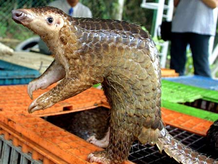 Pangolin is in danger of extinction