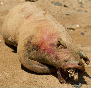 Panic because monsters washed ashore