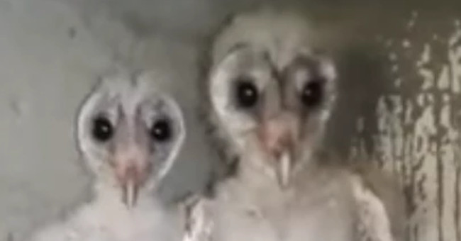 Panic detected alien birds in India?