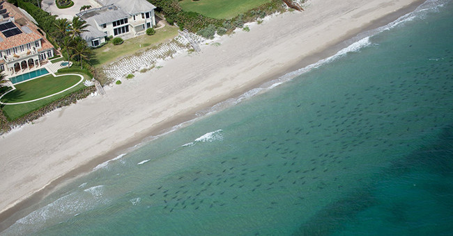 Panic of thousands of sharks surrounding the US coast