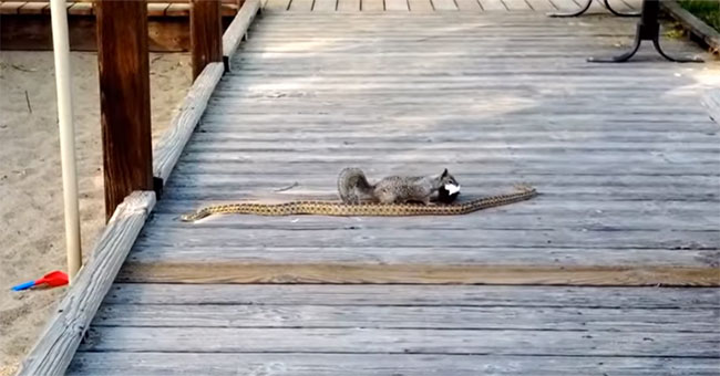 Panic snakes flee when attacked by squirrels