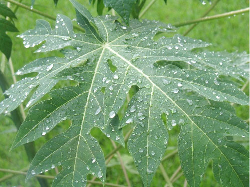 Papaya leaves can cure dengue