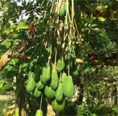 Papaya trees produce hundreds of fruits
