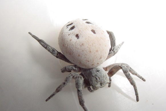 Parachute spiders give you shocking feeding