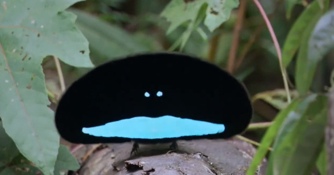Paradise birds have fur that is like a black hole