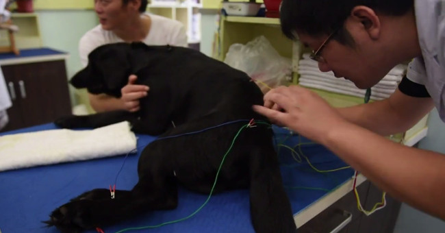 Paralyzed dog and cat are acupuncture electric acupuncture in China