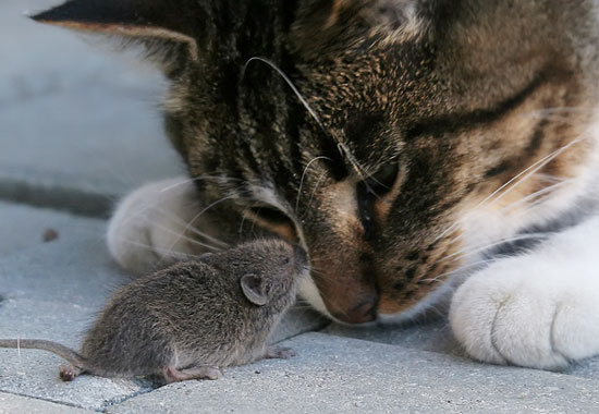 Parasites make mice like cats