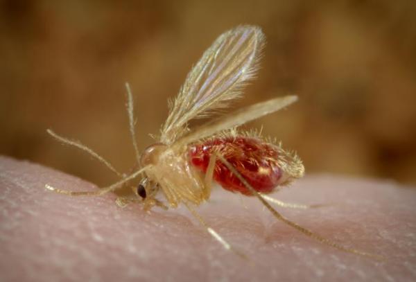 Parasites only mate when enough