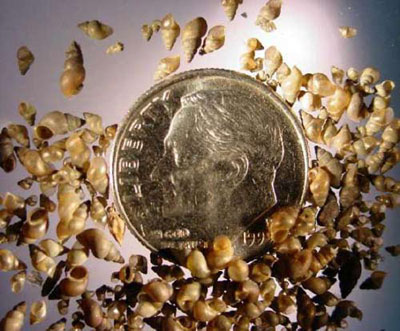 Parasites promote 'sex pleasure'