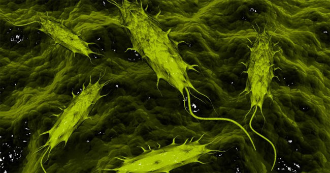 Parasites: 'You' or 'enemies' of humans?