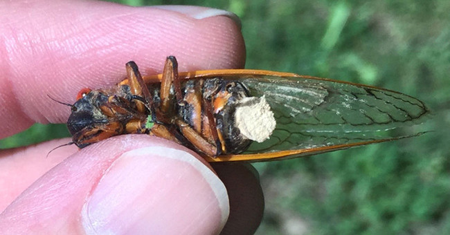 Parasitic fungi cause the cicadic belly to explode to spread spores