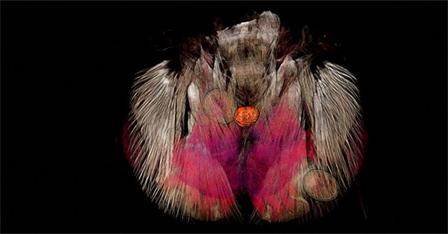 Parasitic species attach to the brain to control suicide ants