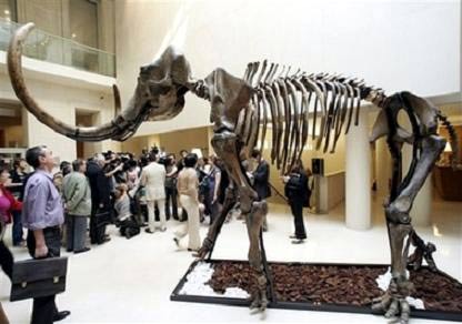 Paris: Auction for 15,000-year-old mammoths