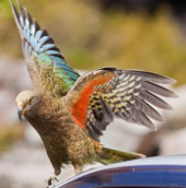 Parrot stole visitors' wallets