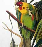 Parrots also know the language
