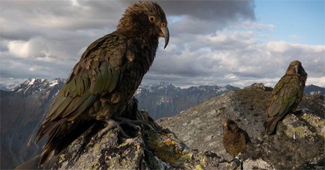 Parrots have the ability to weigh risks to make decisions