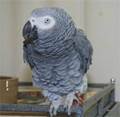 Parrots know the benefits of sharing?