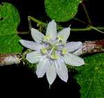 Passion tree - magic sedative