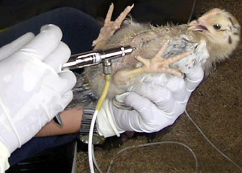Passive medicine for prevention of H5N1