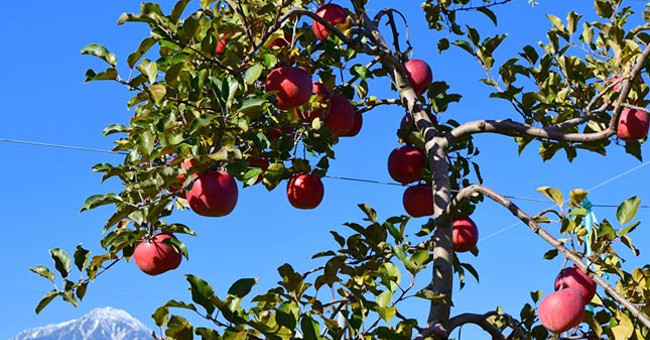 Pastoral Department 'miraculous apple' 4 years without rot, not broken