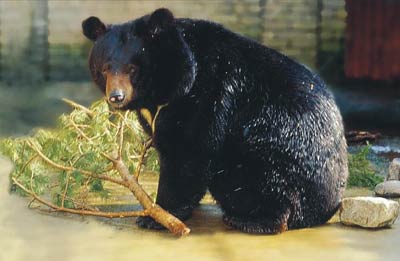Pay 8 bear horses to the forest