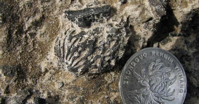 Peach seeds more than two million years old are the same today