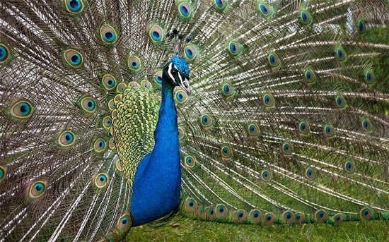 Peacocks 'terrorists' villagers