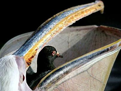 Pelican eating pigeons