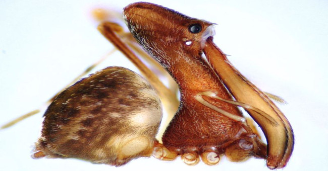 Pelican-like spiders specialize in cannibalism