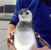 Penguins are born through in vitro fertilization