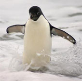 Penguins are increasingly crowded thanks to the warming of the earth