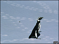 Penguins are lost