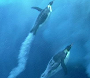 Penguins can also fly