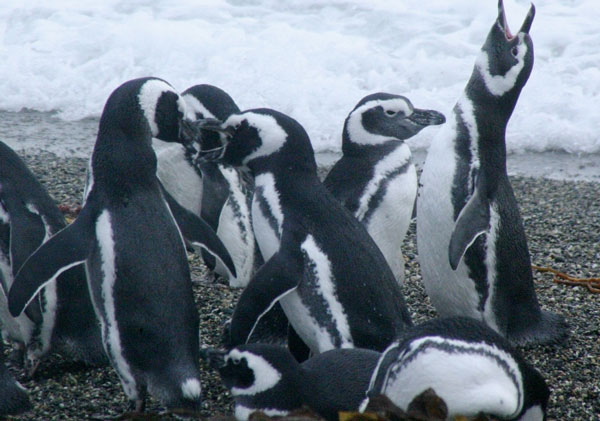 Penguins die in mass in Brazil