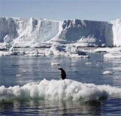Penguins face extinction