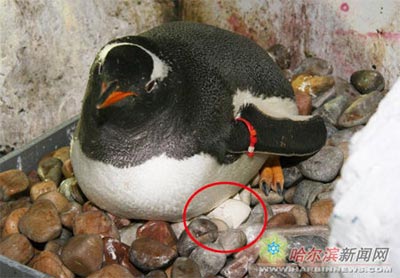 Penguins fasted because of broken eggs