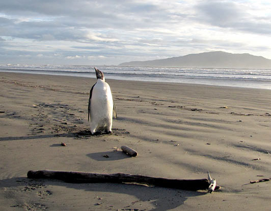 Penguins get lost in New Zealand