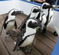 Penguins march in Hai Duong park, Japan